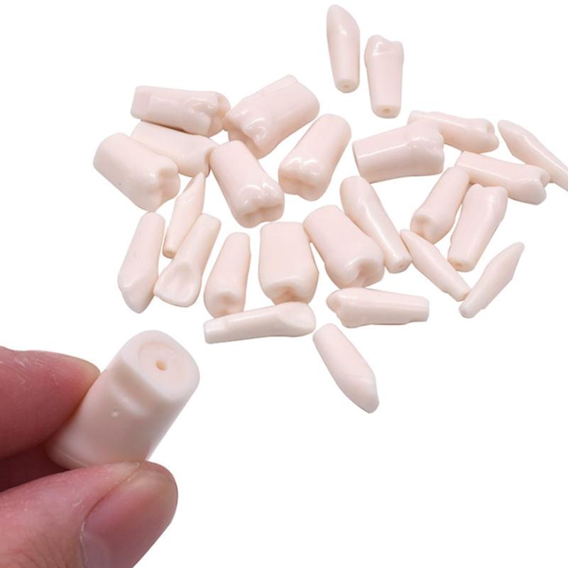 28/32pcs Dental Teeth Model For Dental Technician Practice Replacement Teeth For Nissin Models / Dental Simulator Head Model