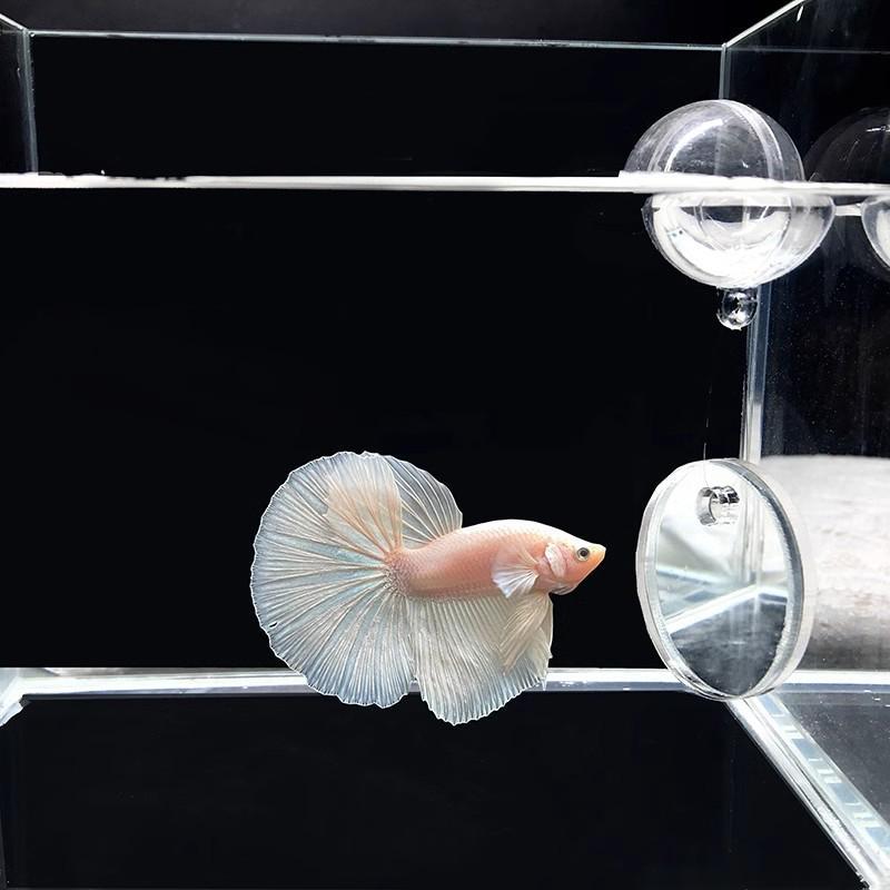 Aquarium Acrylic Betta Training Mirror Fish Tank Floating Mirror for Fish Betta Flowerhorn Cichlid Training Fish Tank Ornaments