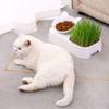 Box, Cat Bowl for Indoor Cats Grass Cultivation Container Grow Tray Pet Feeder Planter