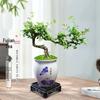 Trailing Fujian Tea Bonsai with Old Trunk – Zen Style Indoor Green Plant for Office & Living Room