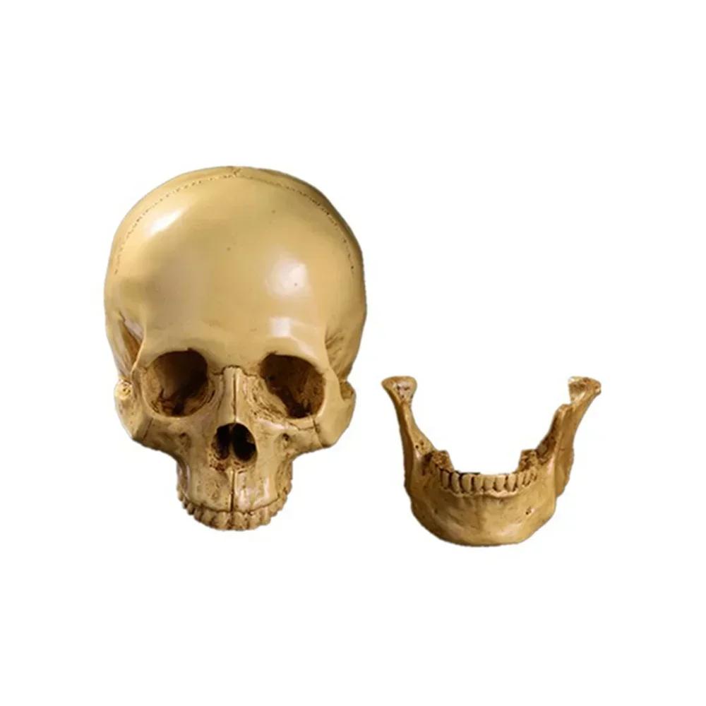 Resin Material Life Size Human Anatomy Model 1:1 Highly Realistic Replica Human Adult Skull Head Bone Model Halloween Decoration