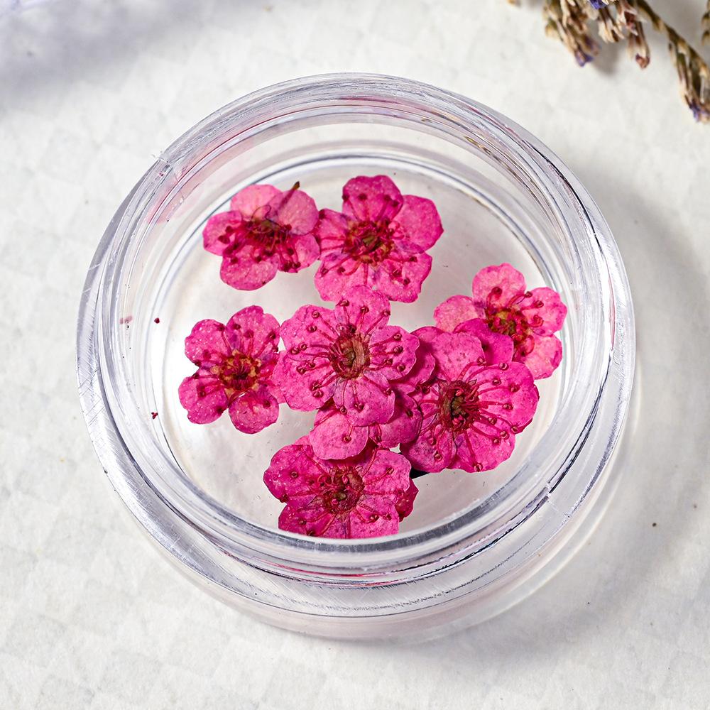 10PCS/Box Small Daffodil Dried Flower for Nail Art Decorations Natural Real Pressed Flower Making up Phone Case Mold Making