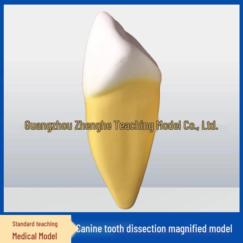 2-Part Large Human Tooth Model: Molar, Canine, Incisor Anatomy