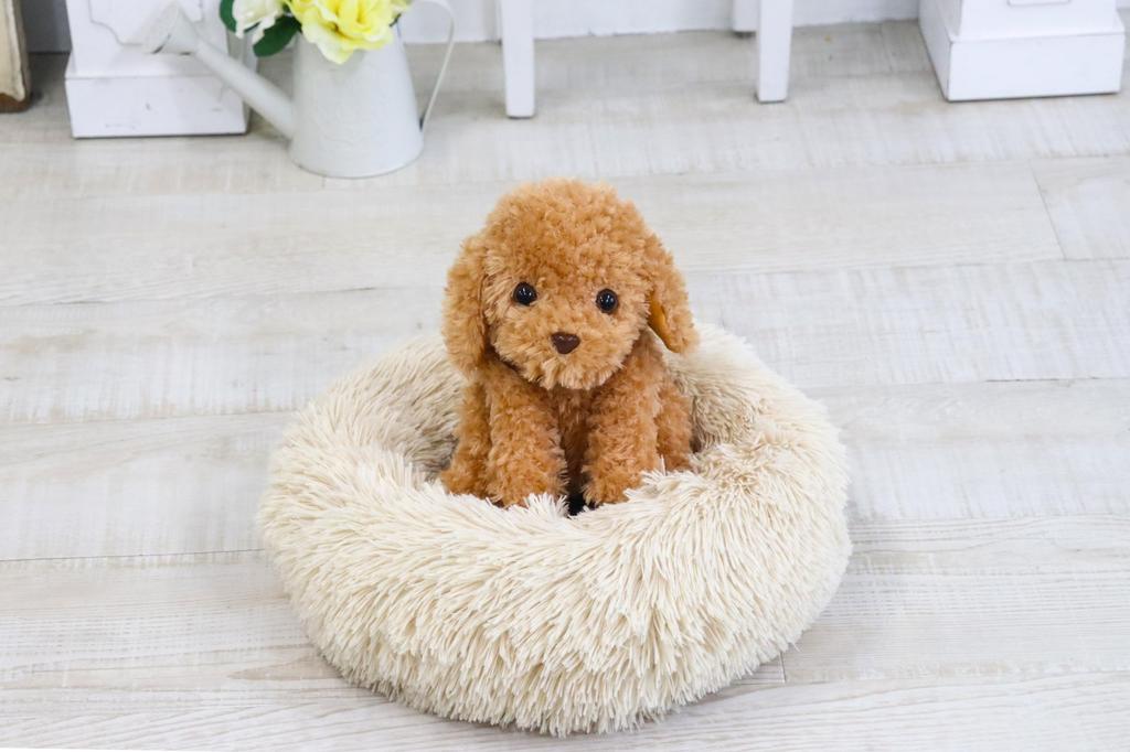 Voice-activated plush toy for adults [Talking Toy Poodle] Easy to use even for seniors. A great gift. Includes phone support.