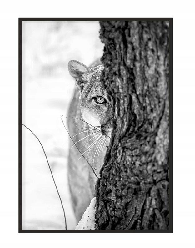 Picture poster In a frame 43x33 cm Panther P1149