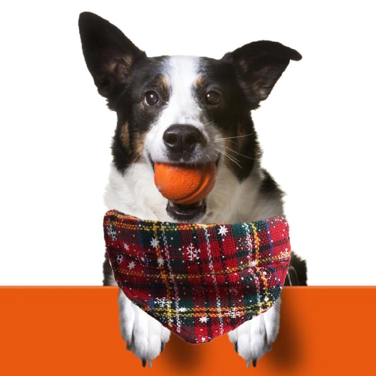 Cat Collars Puppy Suit Collar Snowflake Bow Christmas Holiday Collar Photo Props