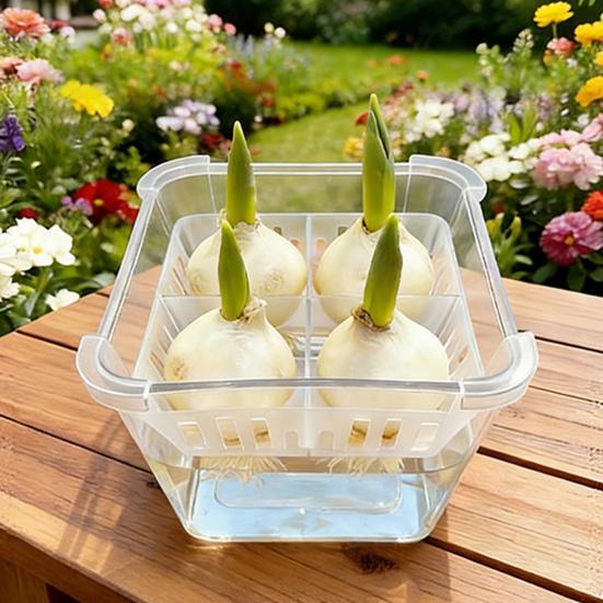 Tulip Bulb Planter 4-Cell Hydroponic Flower Pot with Reservoir Clear Plant Pot with Inner Drainage Pot for Indoor Gardening