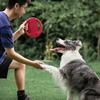 Dog Flying Discs Frisbe E Game for Dog Toys for Puppies Large Interactive Toys Resistant Dog Toy GWJ09