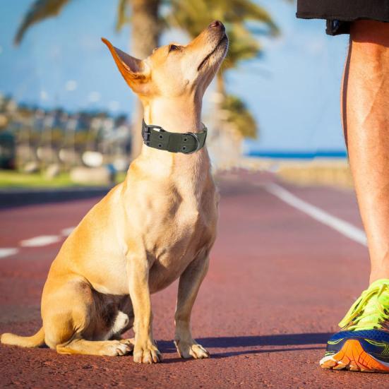 Adjustable Dog Collar with D-Ring Tear-resistant Pet Training Collar Pet Neck Protection Collar Pet Supplies