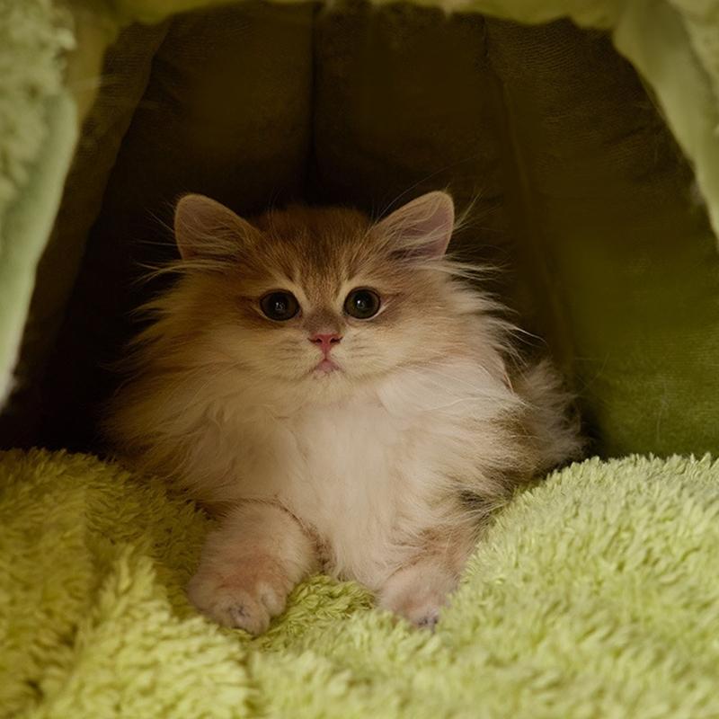 Cartoon Theme Pet Bed Warm Shelter House For Dog Cats With Semi Enclosed Design Cold Weather Pet Cave Home Decoration