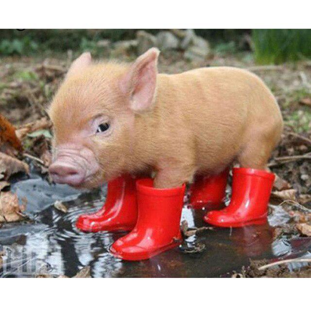 Porc DIY 5D pictura cu diamante cu punct de cruce animal rotund complet rășină diamant broderie kit imagine de strass mozaic walll art