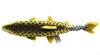 Rainbow trout No. 6047