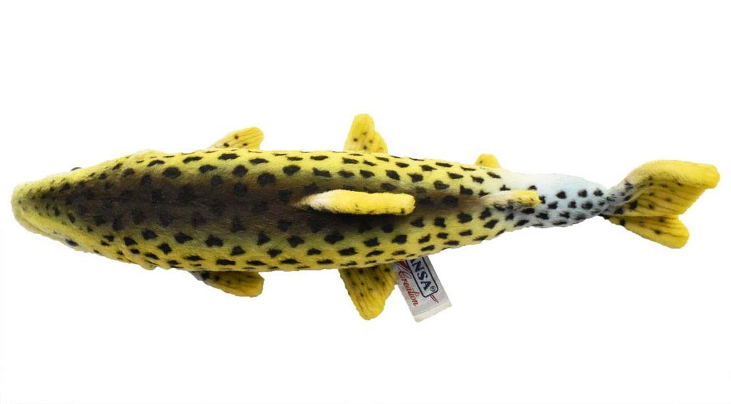 Rainbow trout No. 6047