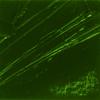 Oil Paint - Pébéo - 200044 - Terre Verte - 200 Ml - Dries Quickly 3-6 Days