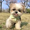 Striped POLO Shirt for Cats & Small Dogs - Summer/Spring Wear