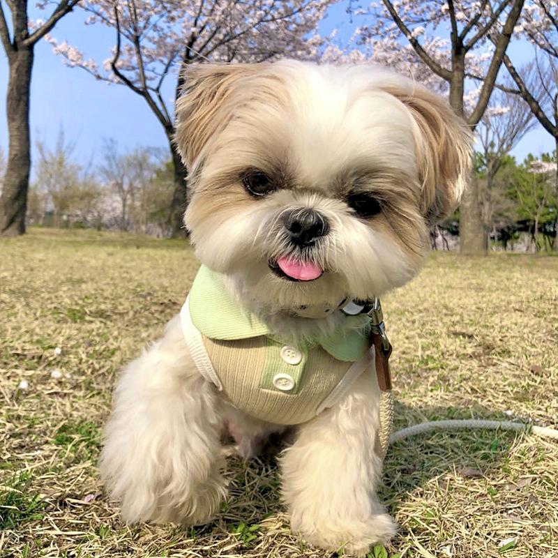 Striped POLO Shirt for Cats & Small Dogs - Summer/Spring Wear