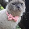 1PC Cute Pet Suede Bow Tie Collar with Bell Breakaway Adjustable Solid Color Safety Collar for Kitten Puppy