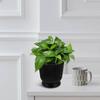 Watering Hydroponic Flower Pot with Self-Watering Design for Office Bonsai Succulents