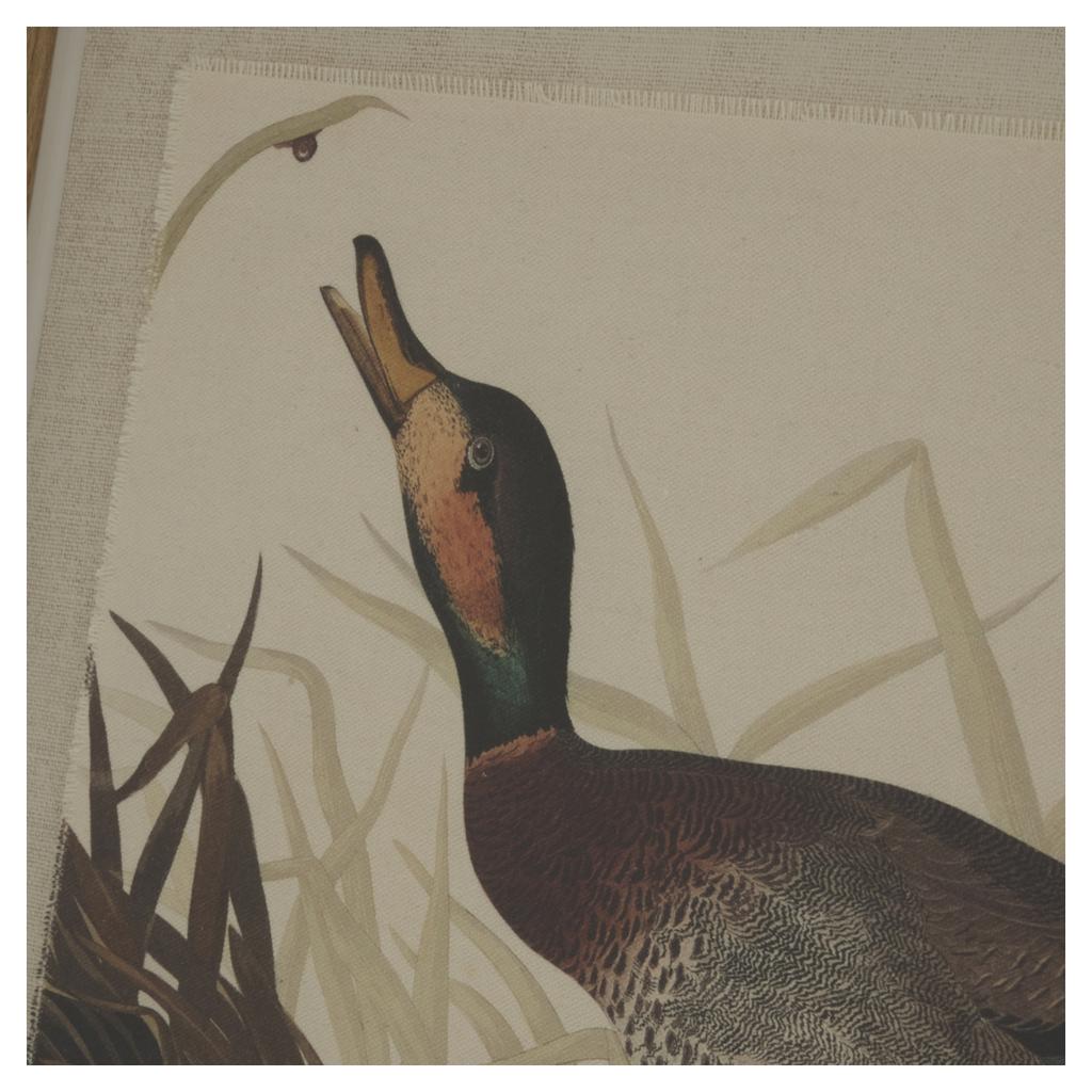 Hill Interiors Flora & Fauna Collection Duck Linen Framed Art Print
