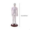 Advanced Human Anatomy Model with Color-Coded Guides for Learning