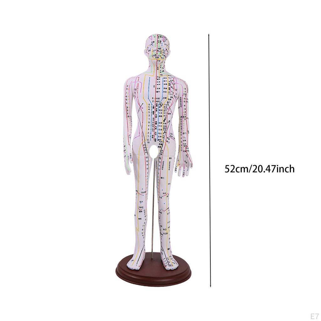 Advanced Human Anatomy Model with Color-Coded Guides for Learning