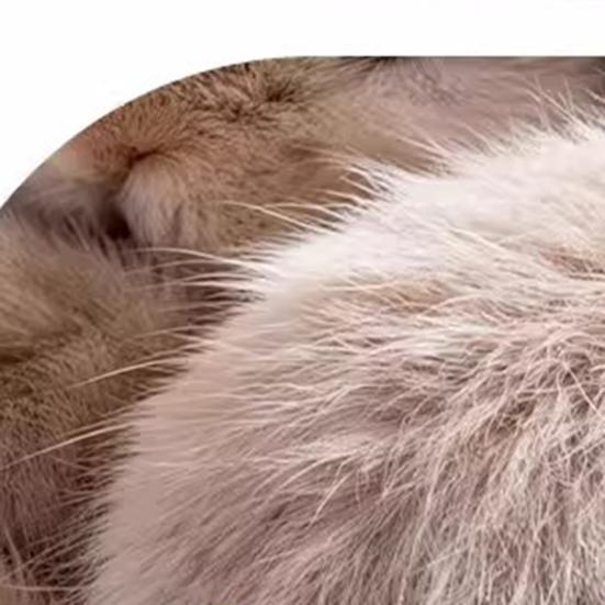 Giocattolo Interattivo per Gatti con Pelliccia Morbida Design Leggero Forma di Polpo Giocattolo per Animali Domestici per Far Spendere Energia