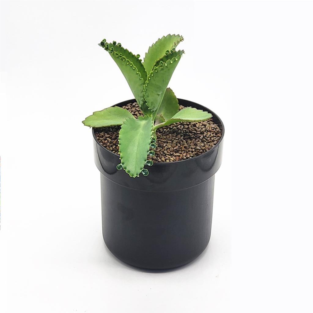 Lockable Hidden Safe Flower Pot 2-Layer Separable Security Box Secret Stash Organizer for Money Keys Jewelry & Other Valuables