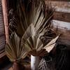 Wedding Decor Office Tropical Natural Trimmed Boho Fan Leaf Dried Plant Leaves Palm Spears