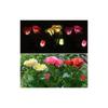 Versatile Solar Power Lily Rose Garden Stake Lamp Enhancing Landscape With Timeless Charm