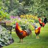 1pc Acrylic Simulation Rooster Card Outdoor Courtyard Insertion Garden Lawn Decoration Courtyard Style Decoration