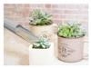 Asaka Kougyou FG Plastic Soil Container for 193977 Succulents, 2-Piece Set,
