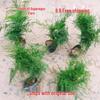 Asparagus Fern Indoor Plant: Air-Purifying, Evergreen, Hydroponic Bonsai for Office or Home