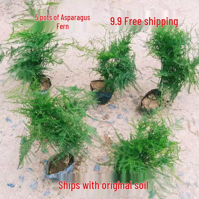 Asparagus Fern Indoor Plant: Air-Purifying, Evergreen, Hydroponic Bonsai for Office or Home