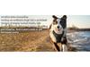 Dog Nylon Chest Harness and Leash for Large Pets