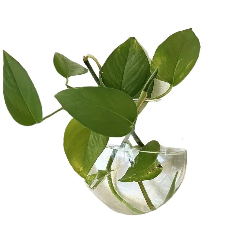 1/2/4/6pcs Flat Glass Vase For Hydroponics Plant Transparent Wall Mounted Vase Oblate Flower Vase