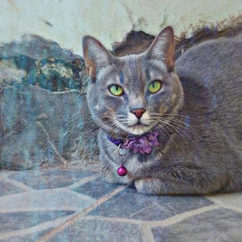 Colorful Cute Collar for Cats and Dogs Flower Bell Adjustable Collar with Bell Collar Pet Supplies 7 Colors Are Available