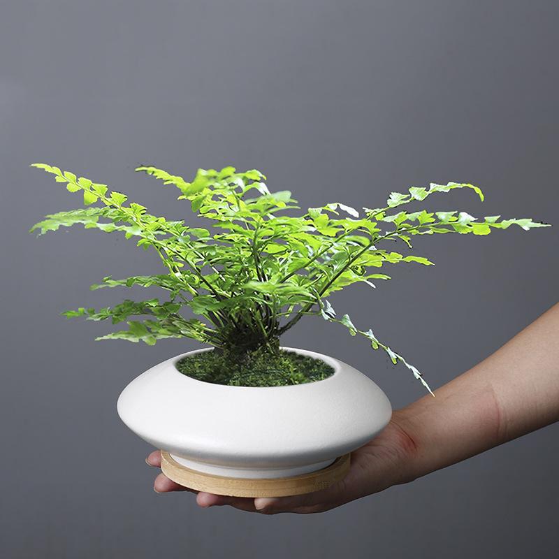 Modern Fashion Simple Internet Celebrity White Porcelain Flower Pot Phalaenopsis Wenzhu Plain And Elegant Nordic Flower Pot With Bamboo Tray