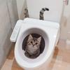 Creative Funny Cat 3D Toilet Lid Stickers Removable Self-Adhesive WC Sticker Clear Waterproof Toilet Seat Decals