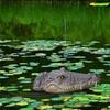 Floating Alligator Head In Garden Pond Float Alligator For Scare Goose,Predator,Heron,Duck Croc V2P8