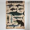 Vintage Types of Baleen Whale Scientific Illustration Metal Tin Sign Educational Seaplife Art Plaque for Home Cafe Man Cave Deco