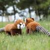 Panda Raccoon Red Animal Plush Fluffy Exterior Children Room Decoration Comfort