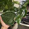 Spoon Rest Multifunctional Heat Proof Ceramic Cute Decorative Green Leaf Spoon Holder for Kitchen Ceramic