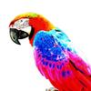 Bunte Künstliche Papageien Figuren Miniatur Anhänger Hängendes Vogel Modell