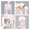 Bonarca Human Body Model, Bones [Half Size: 85cm] Full-Body Skeleton Figure [Movable JointsStand Included] Mini Toy, Large Figurine, Skeletal