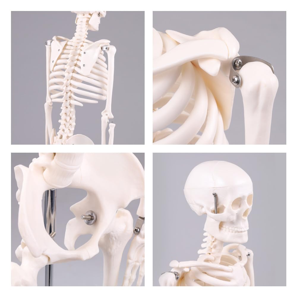 Bonarca Human Body Model, Bones [Half Size: 85cm] Full-Body Skeleton Figure [Movable JointsStand Included] Mini Toy, Large Figurine, Skeletal