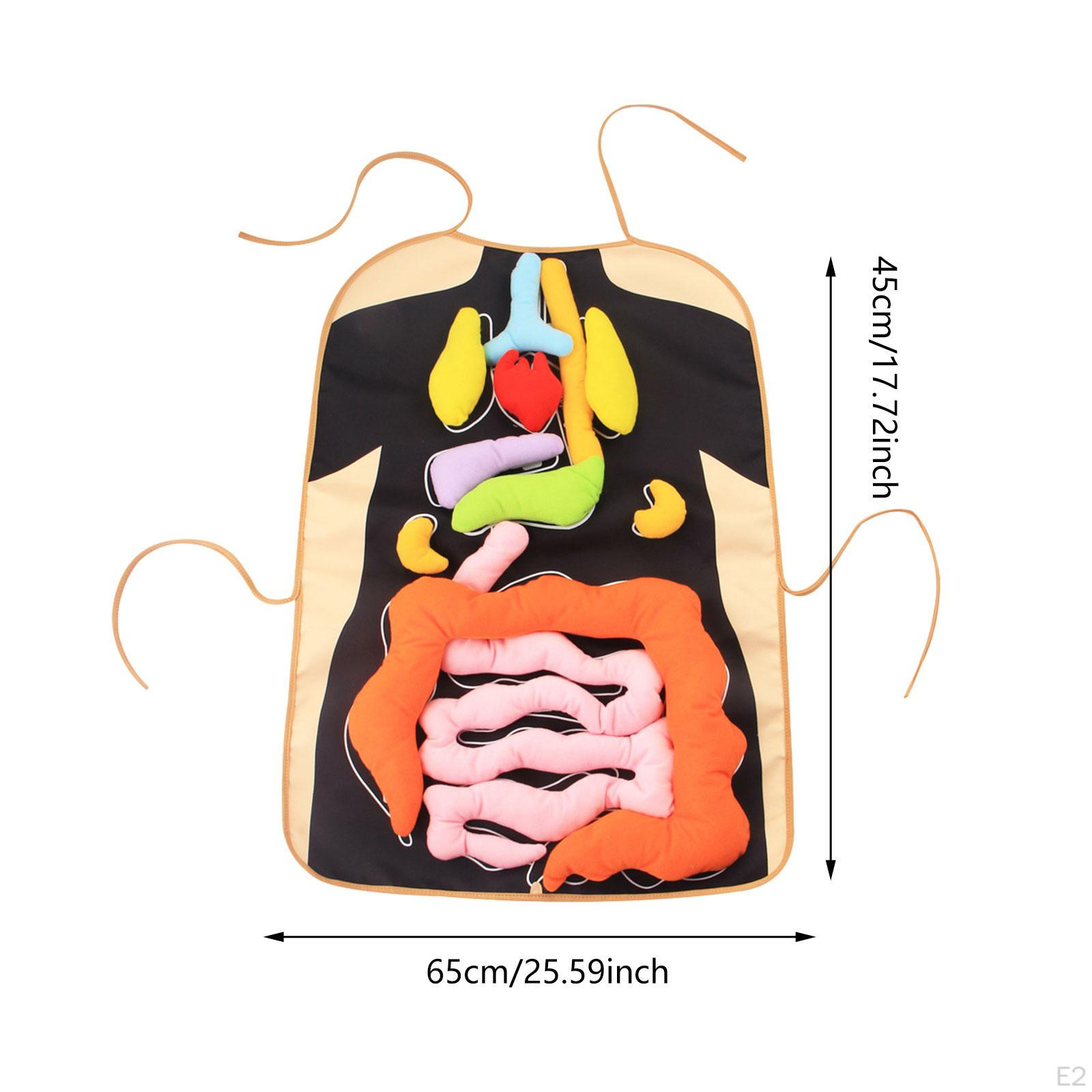 3D Орган Фартук Органы Человеческого Тела Модель Наука Монтессори DIY Образовательные — фото 3
