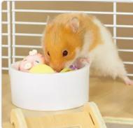 Golden Bear Heimtierbedarf Hamsterkäfig Speziell Basis Luxus Villa Klein
