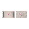 KOKUYO Campus Erasable and Smooth B5 Ruled with of Loose-Leaf Paper, Writing, Size, Dots, No-K836BT [Set 5]