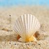 2pcs Seashore Series Mediterranean Style Ornaments Surfboard Seashells Seabirds Miniature Garden Microlandscape Home Decoration