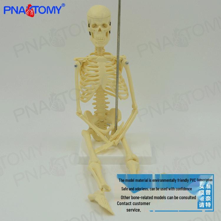 45cm Detachable Human Skeleton Model Toy with Movable Skull 45 cm